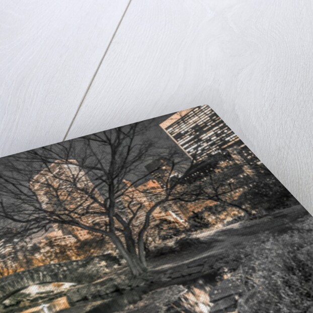 Central Park in New York City by Assaf Frank